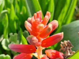 Lachenalia bulbifera less noticed parts